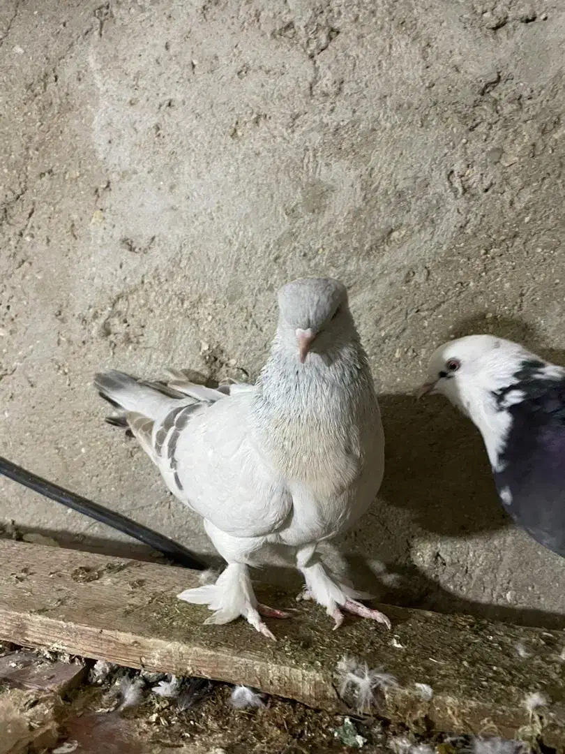 کبوتر گرهن|پرنده|قشم, |دیوار