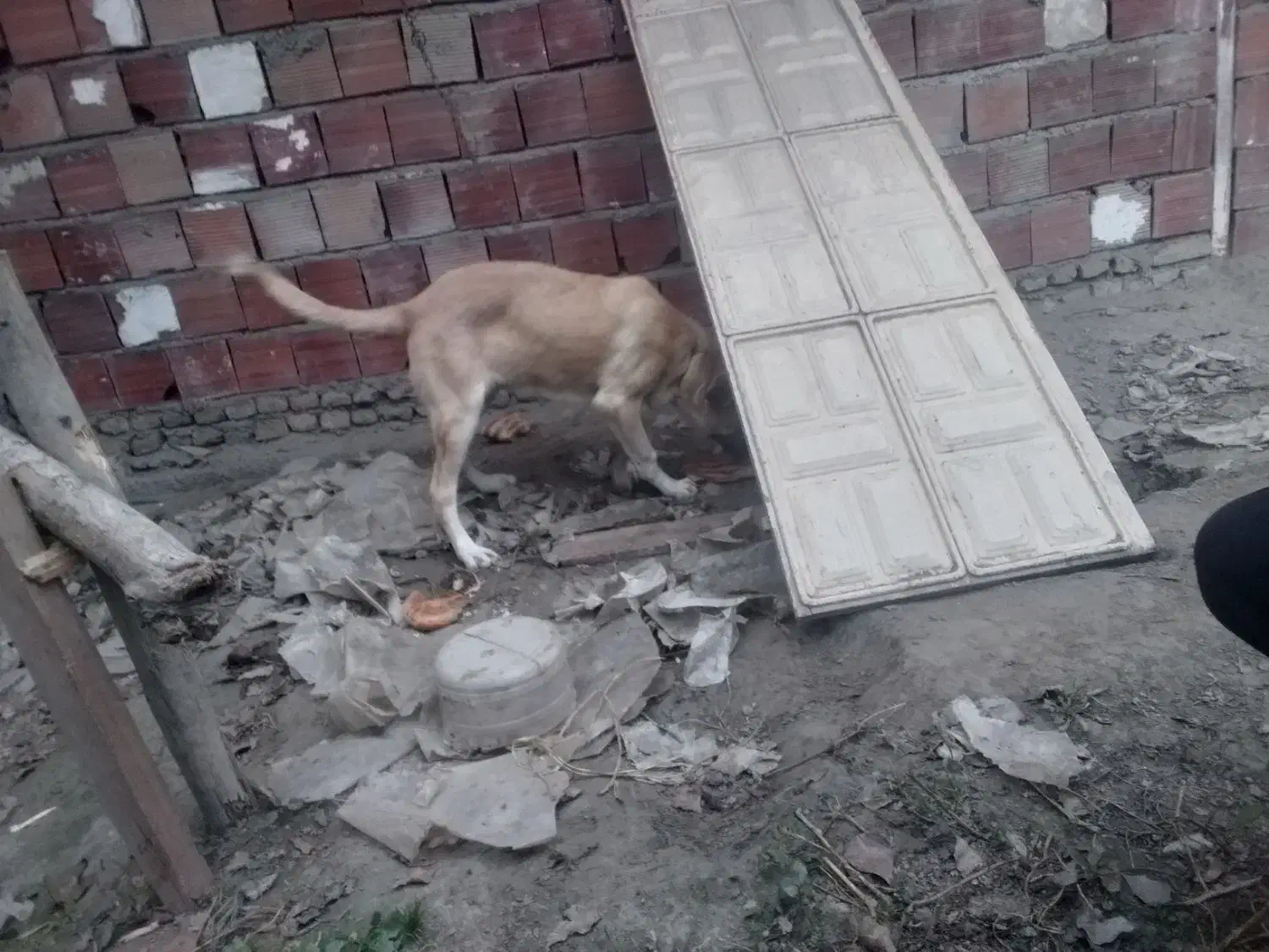 سگ پژدر|سگ|کردکوی, |دیوار