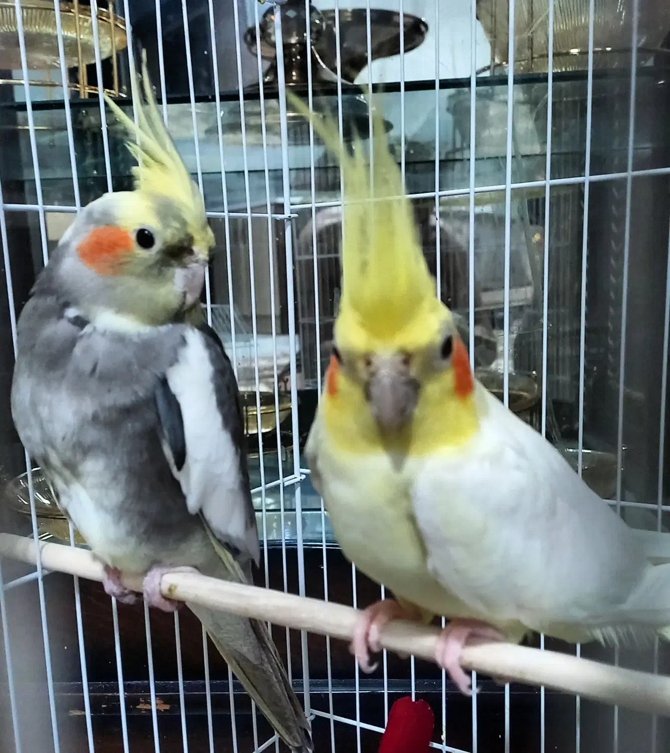 عروس هلندی نر و ماده سرحال کسی قلب داره ۲۵۰۰|پرنده|صومعهسرا, |دیوار