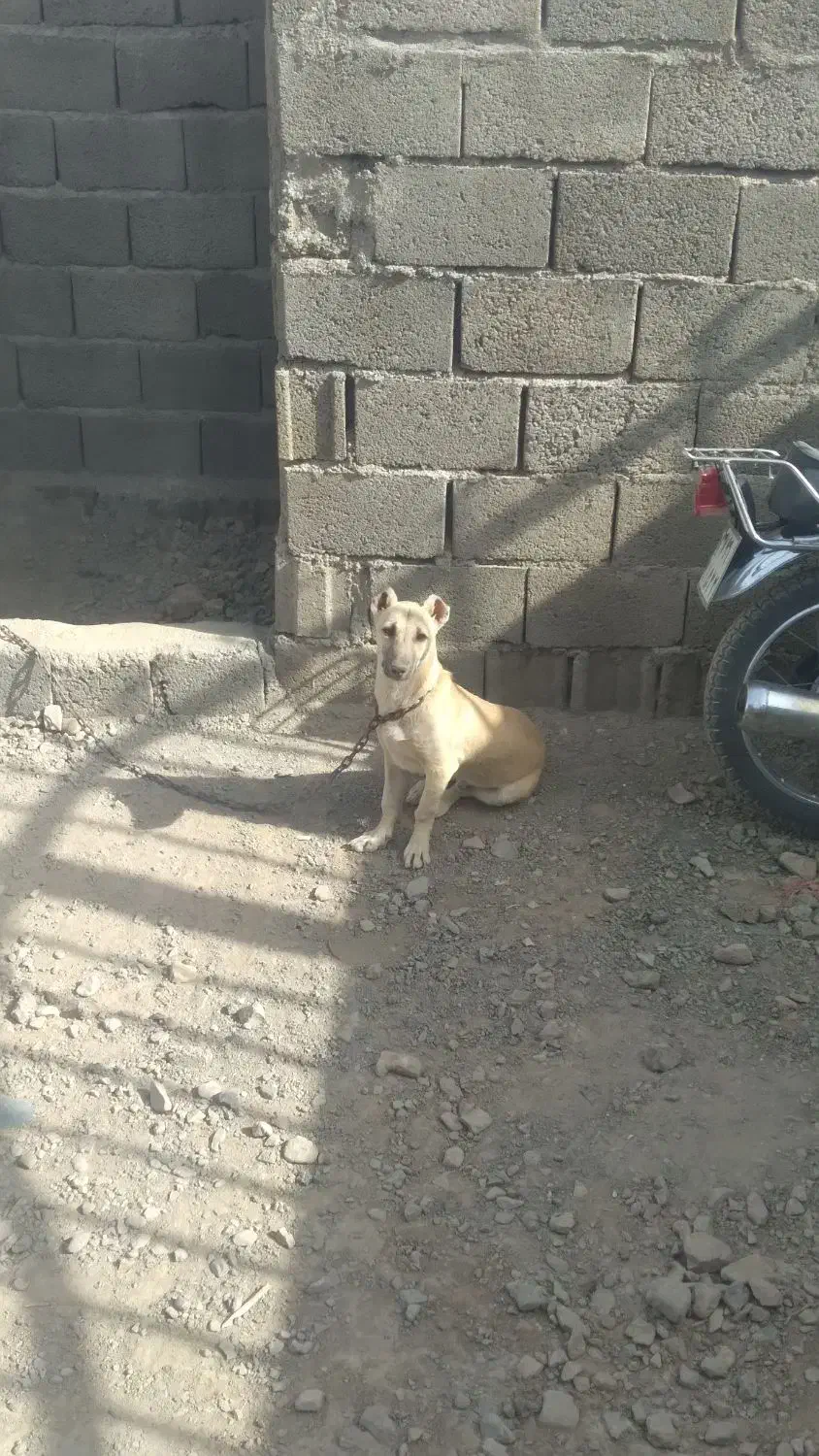 سگ پاکوتا|سگ|قائن, |دیوار