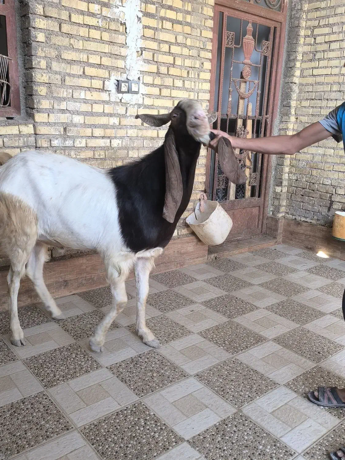 سه عدد بز نرمست گوش دراز ازنسلدوغلوزا|حیوانات مزرعه|خرمشهر, |دیوار