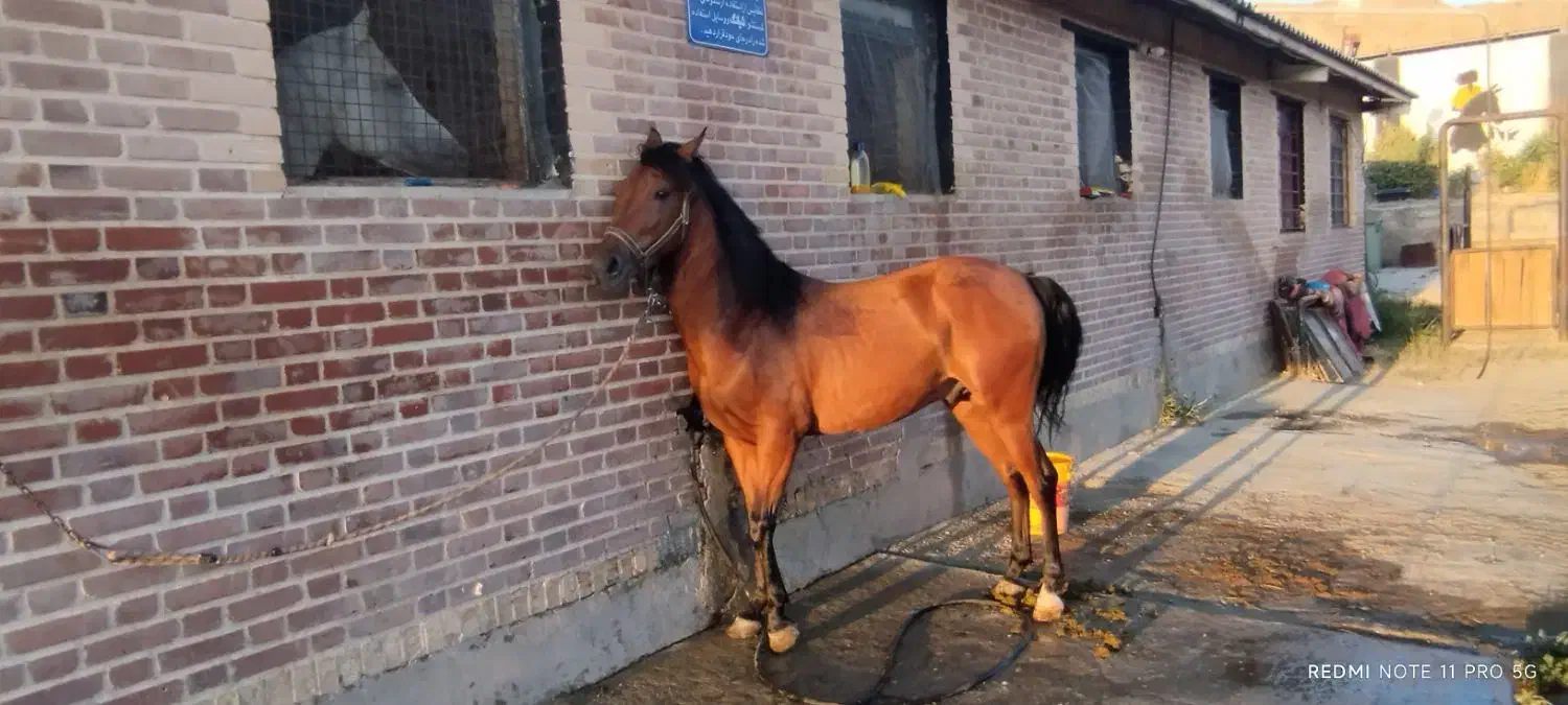 اسب جوان 4/5|اسب و تجهیزات اسبسواری|سنندج, |دیوار