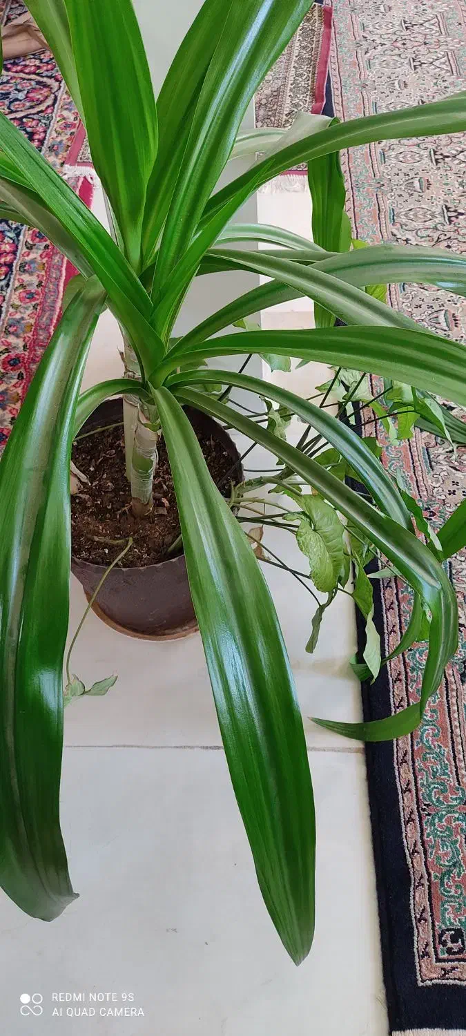 گل موزی|گل و گیاه طبیعی|ماهان, |دیوار