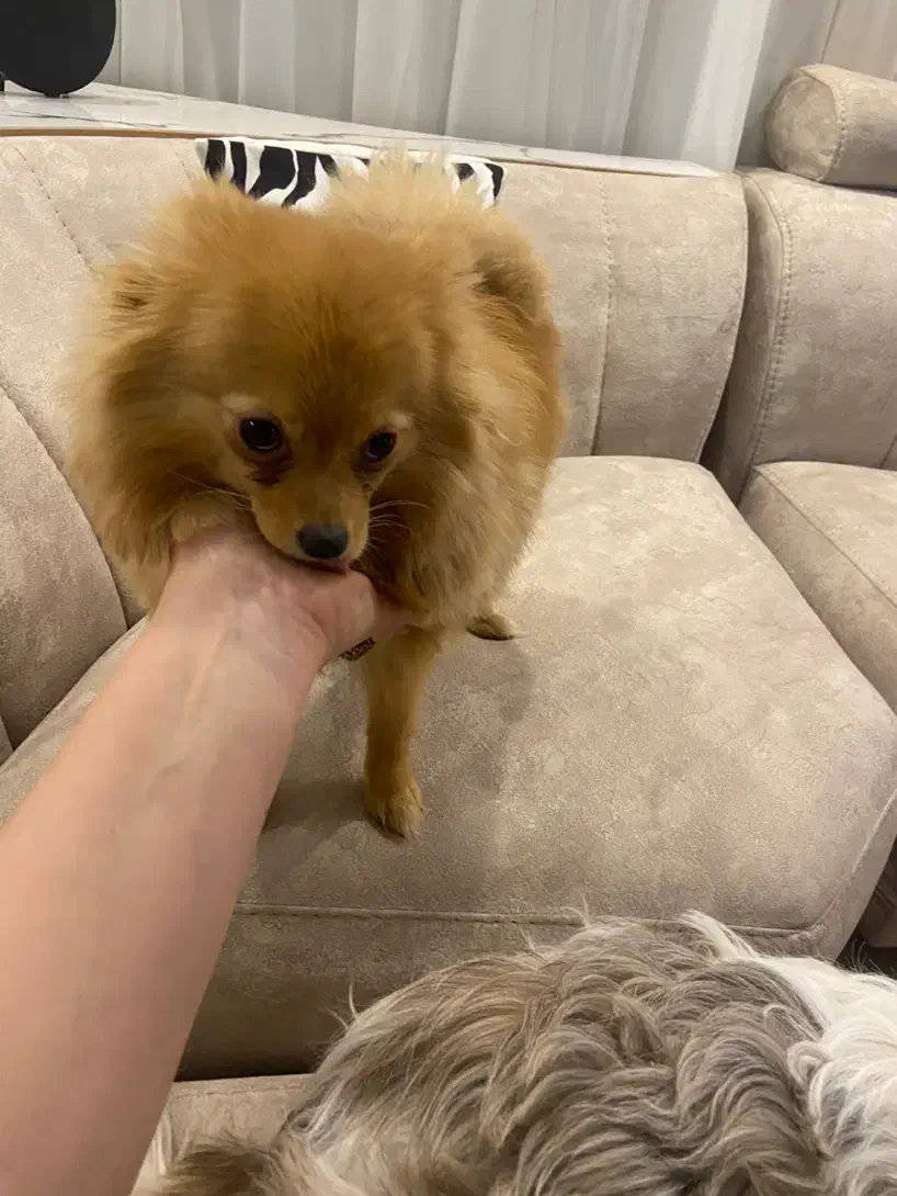 سگ پامرانین|سگ|اردبیل, |دیوار