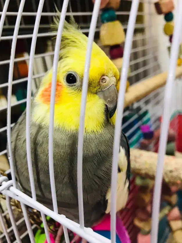 عروس هلندی نر و ماده|پرنده|لنگرود, |دیوار