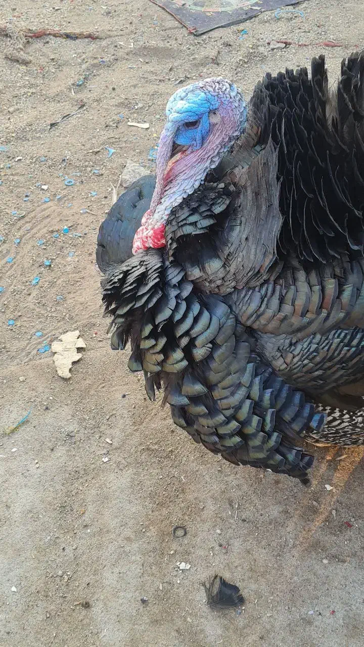 یک جفت بوقلمون|حیوانات مزرعه|تهران, مشیریه|دیوار