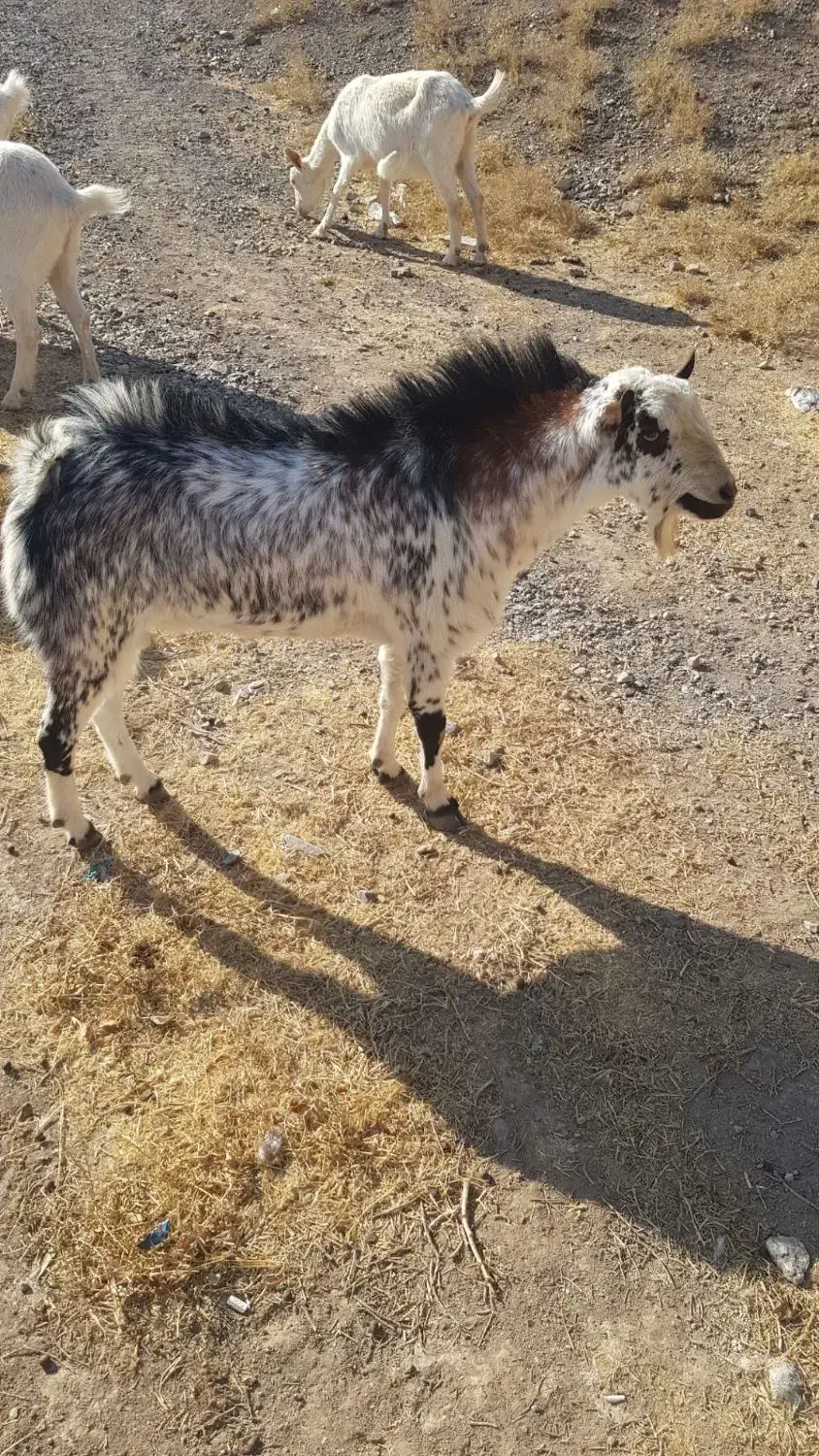 تکشاد یکساله نر|حیوانات مزرعه|مشهد, طرق|دیوار