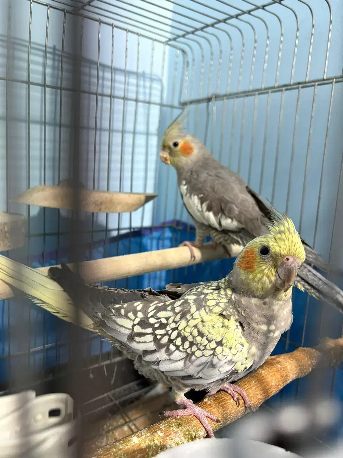 عروس هلندی ۴ ماهه|پرنده|محمدیه-قزوین, |دیوار