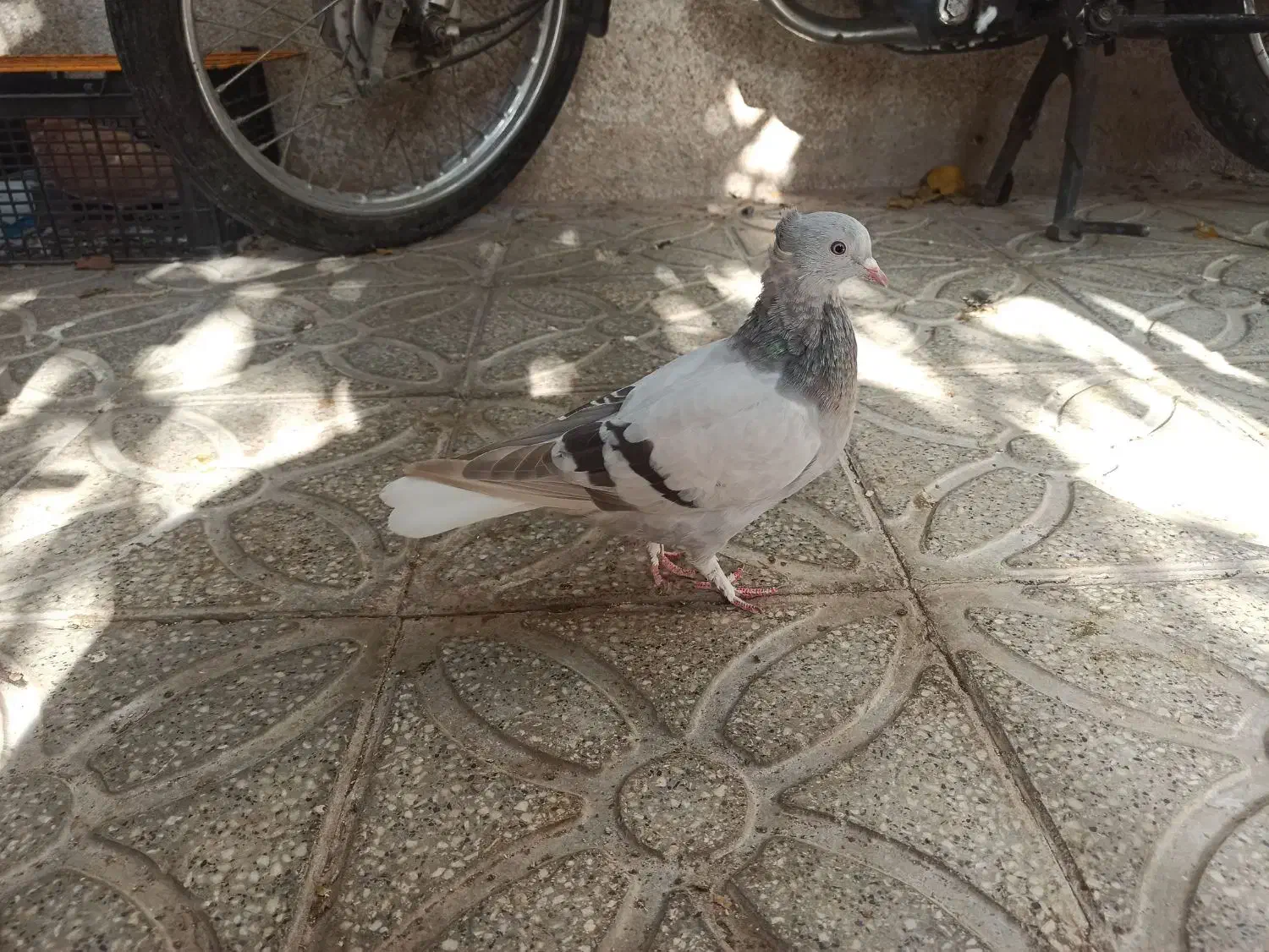 سوسنی دم سفید ماده|پرنده|شیراز, اصلاح‌نژاد|دیوار
