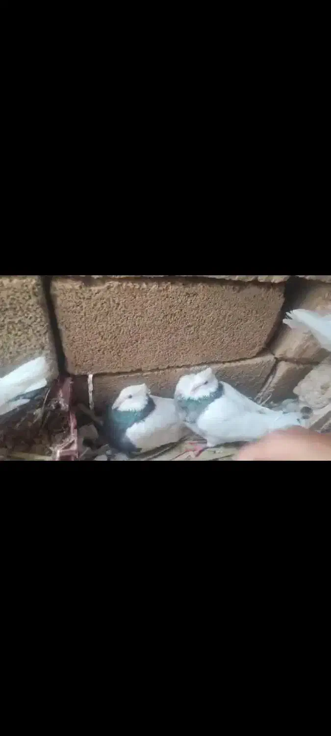 کبوتر|پرنده|امیدیه, |دیوار