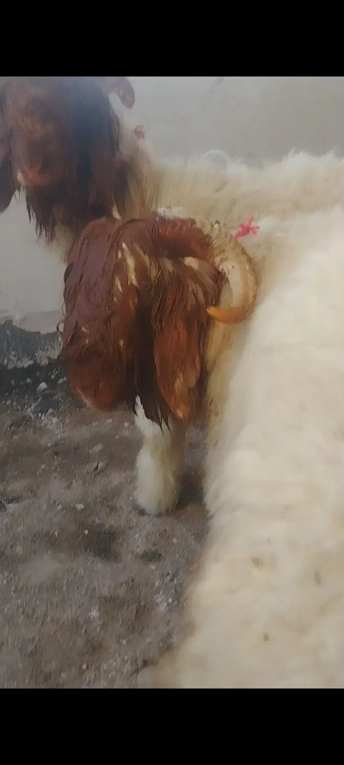 بره قوچ اصل بختیاری|حیوانات مزرعه|کوهرنگ, |دیوار