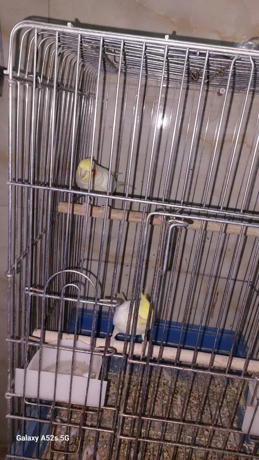 عروس هلندی لوتینو|پرنده|مشکیندشت, |دیوار