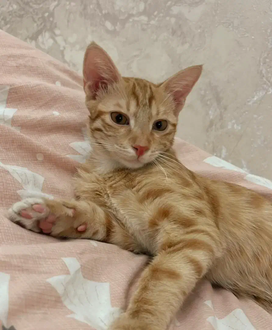 گمشده در محدوده شهید رنجبر|گربه|تبریز, |دیوار