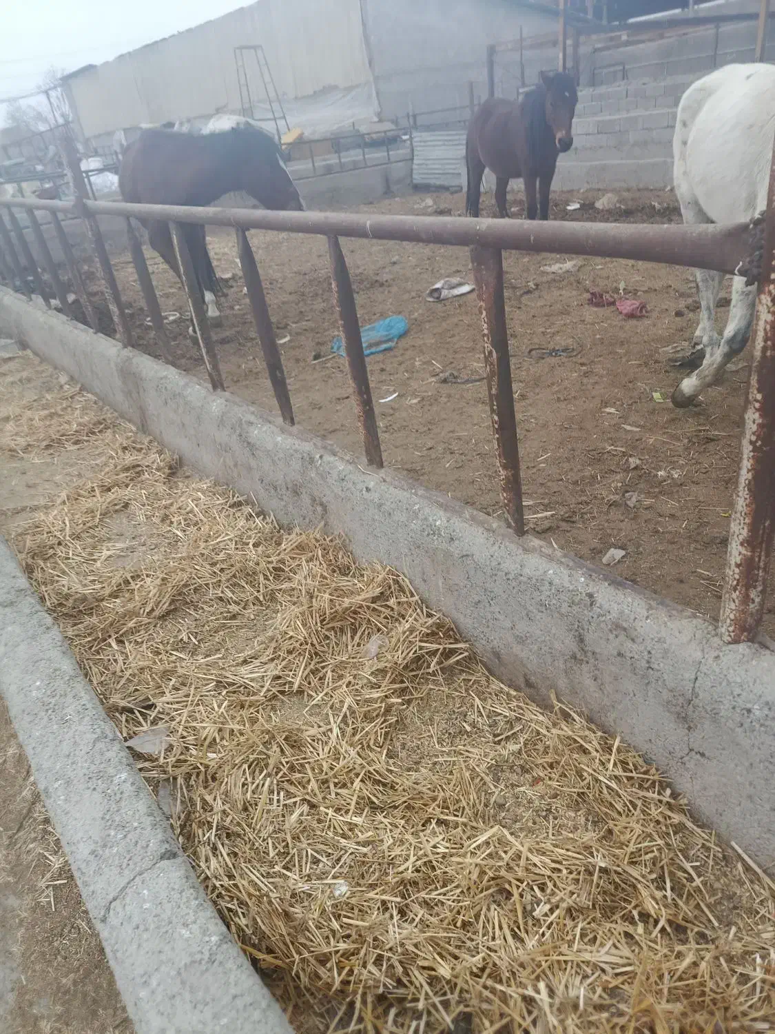 دام|حیوانات مزرعه|شهریار, حصار ساتی|دیوار