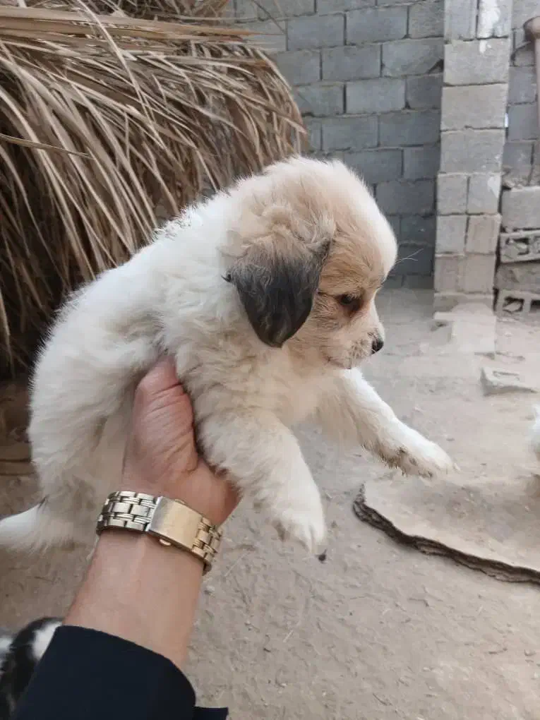 واگذاری توله شیدزو|سگ|آبپخش, |دیوار