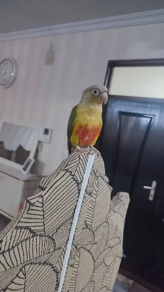 طوطی گرینجیک اهلی|پرنده|ارومیه, |دیوار