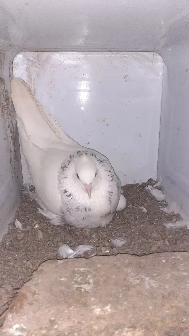 طوقی ۶ دانگ|پرنده|چالوس, |دیوار