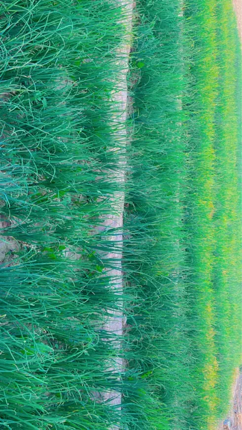 تر پیاز|گل و گیاه طبیعی|آبپخش, |دیوار