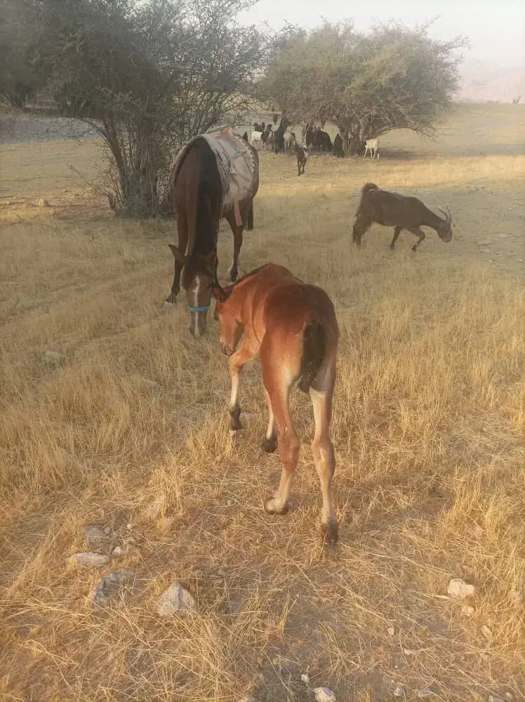 اسب دره شوری|اسب و تجهیزات اسبسواری|جره و بالاده, |دیوار