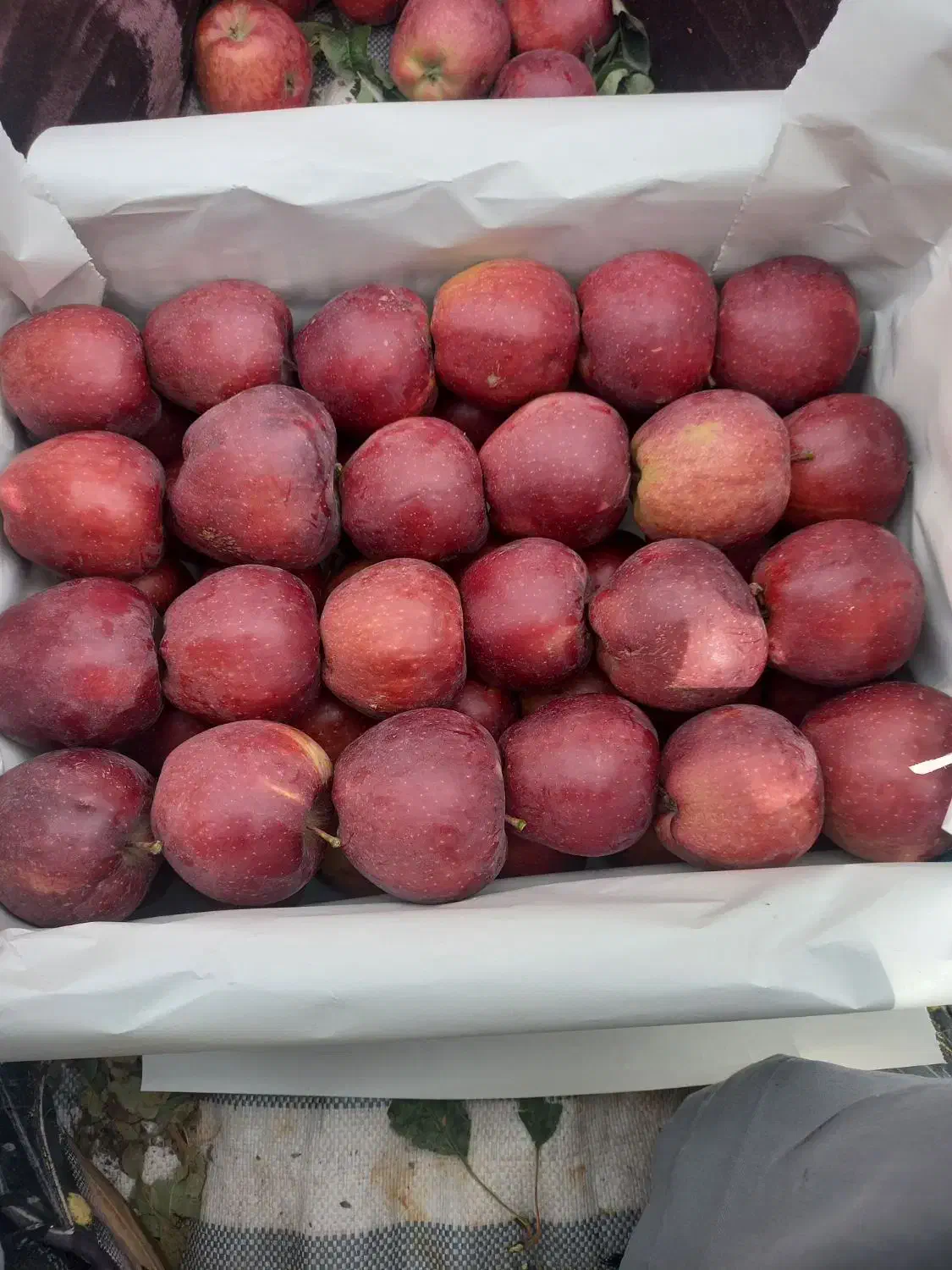 سیب|خوردنی و آشامیدنی|صفائیه, |دیوار