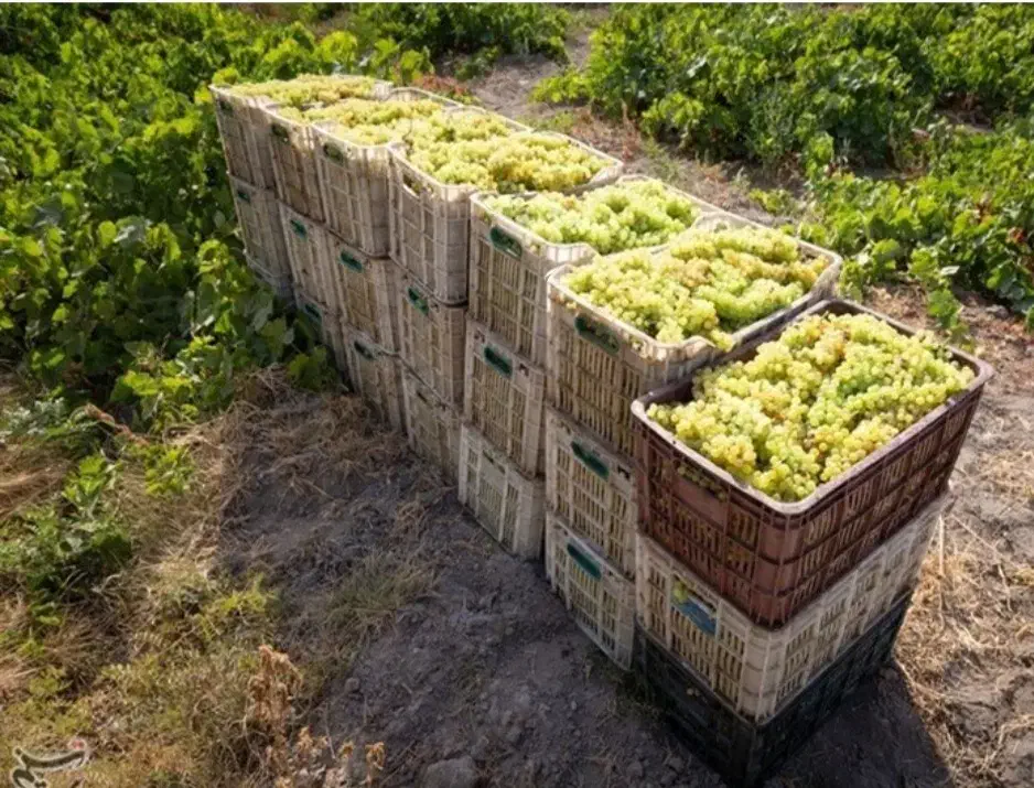 باغ انگور|فروش زمین و ملک کلنگی|نیشابور, فضل|دیوار