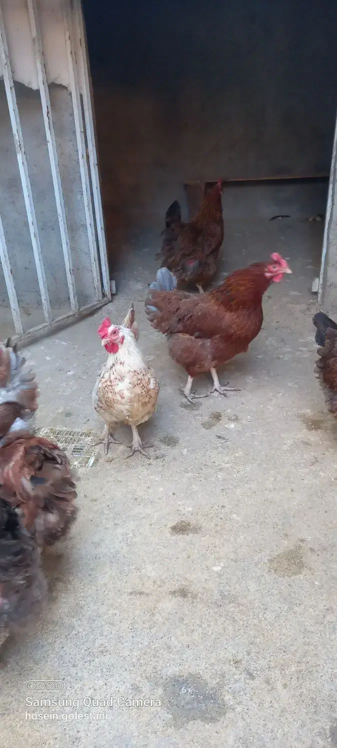 مرغ محلی تخم گذار|حیوانات مزرعه|قائمشهر, |دیوار