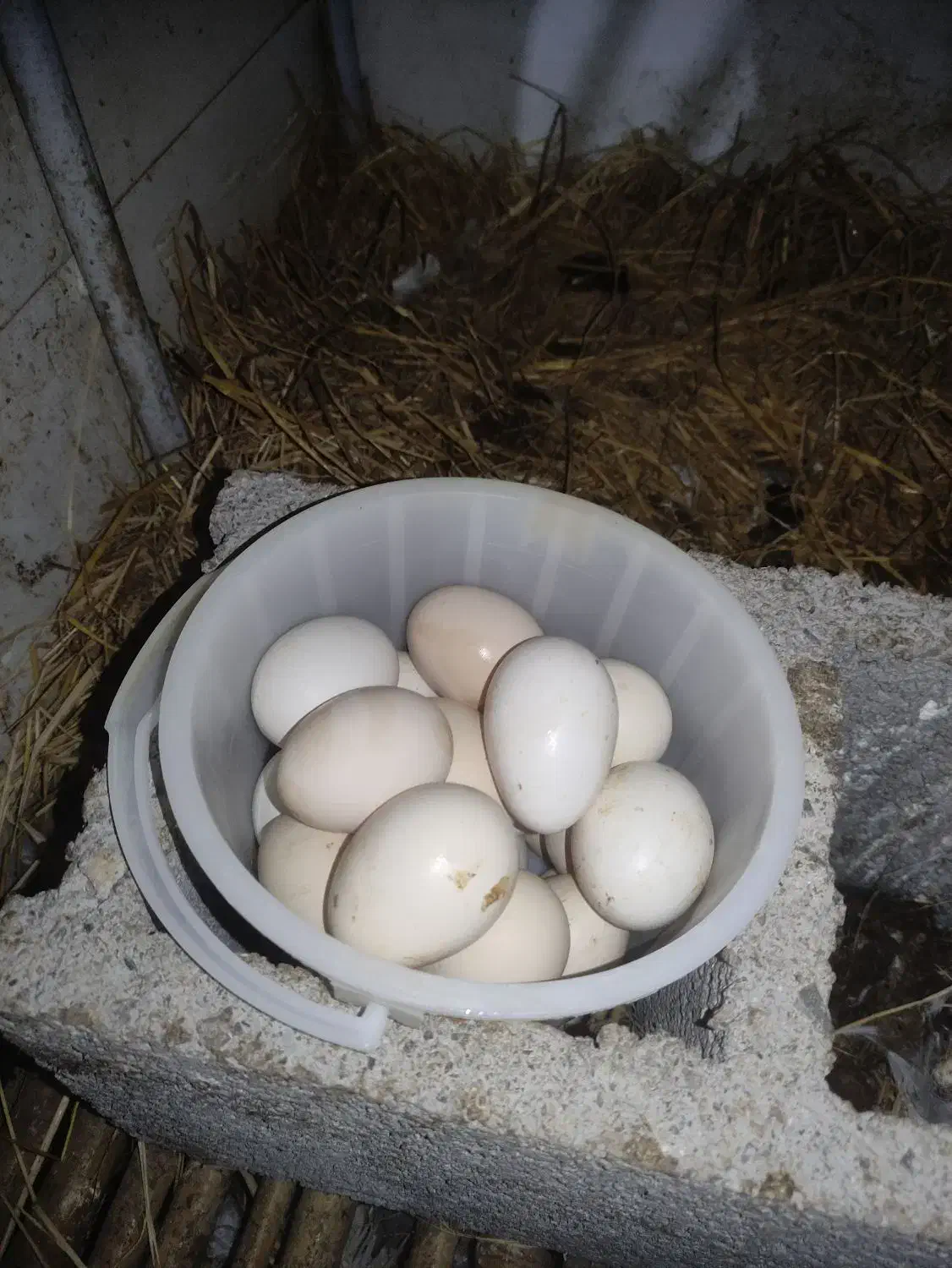 تخم نطفه دار سلطان|حیوانات مزرعه|کوچصفهان, |دیوار