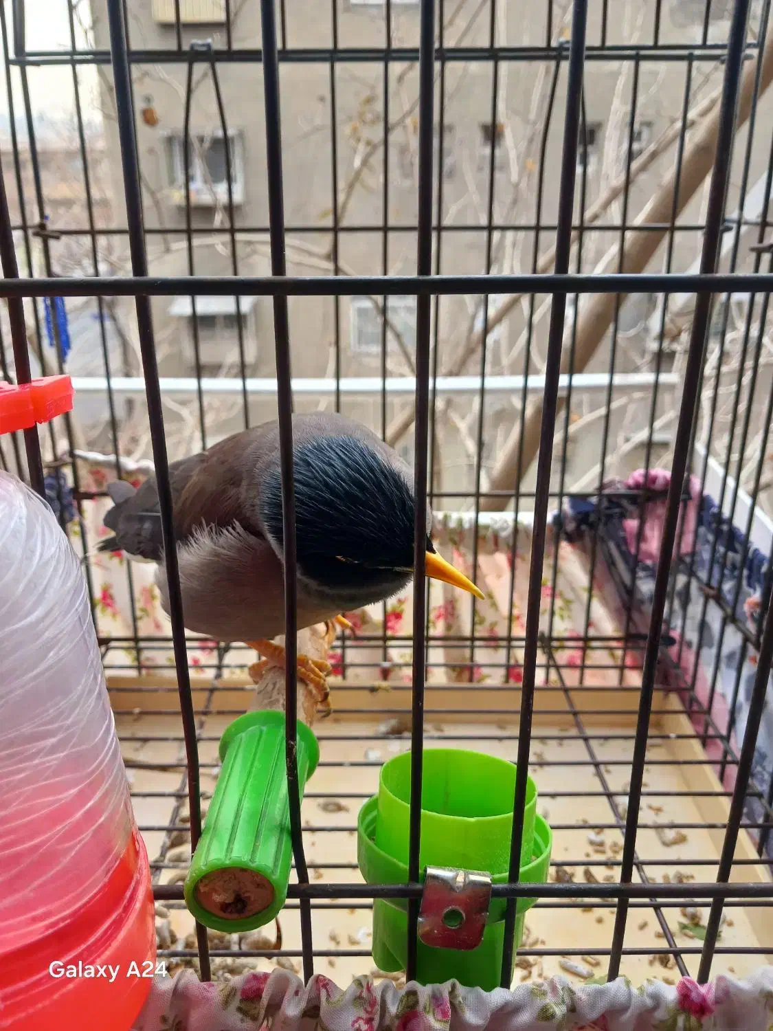 مرغ مینا|پرنده|ری, دولت‌آباد|دیوار