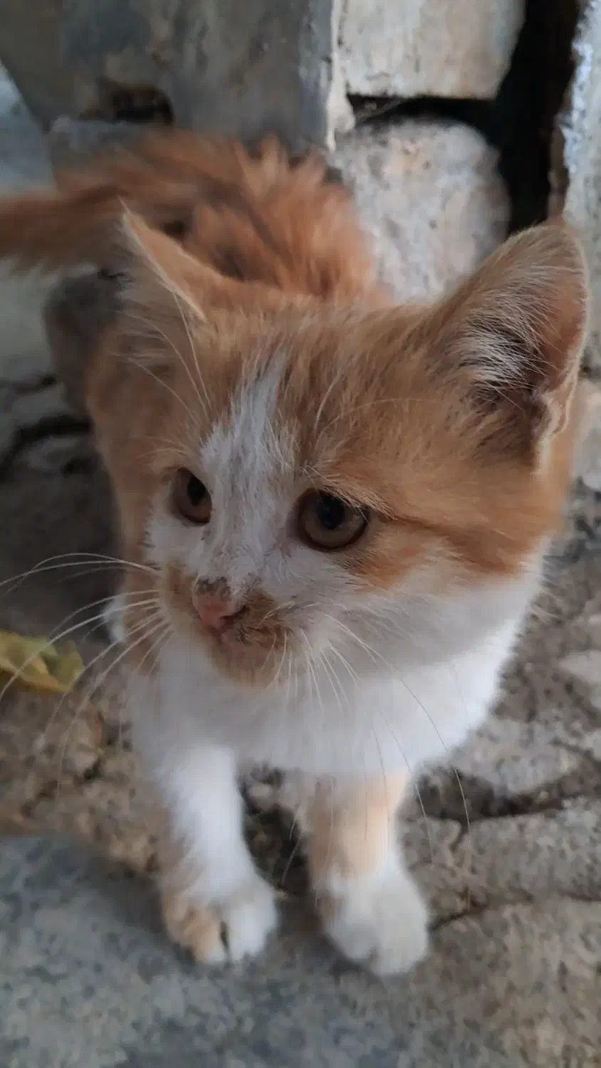 بچه گربه|گربه|طرقبه, |دیوار