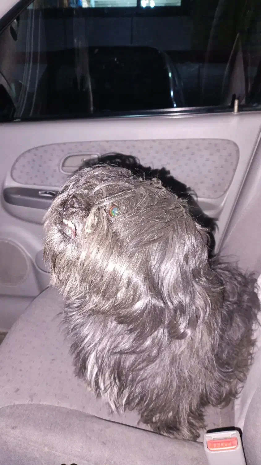 حیوان خانگی سگ|سگ|پردیس, فاز ۶|دیوار