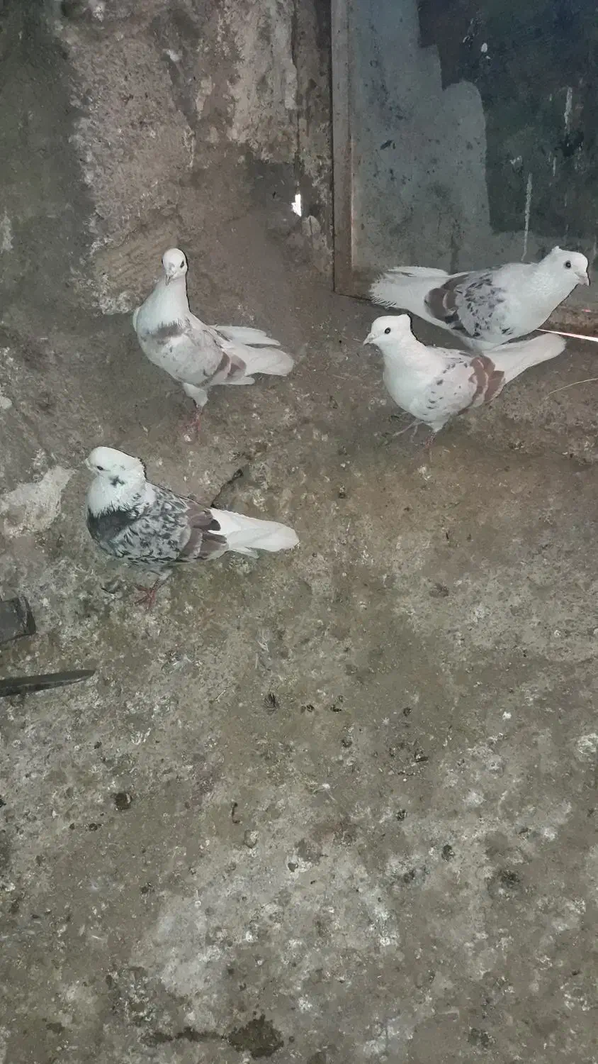 کبوتر نازار|پرنده|الشتر, |دیوار