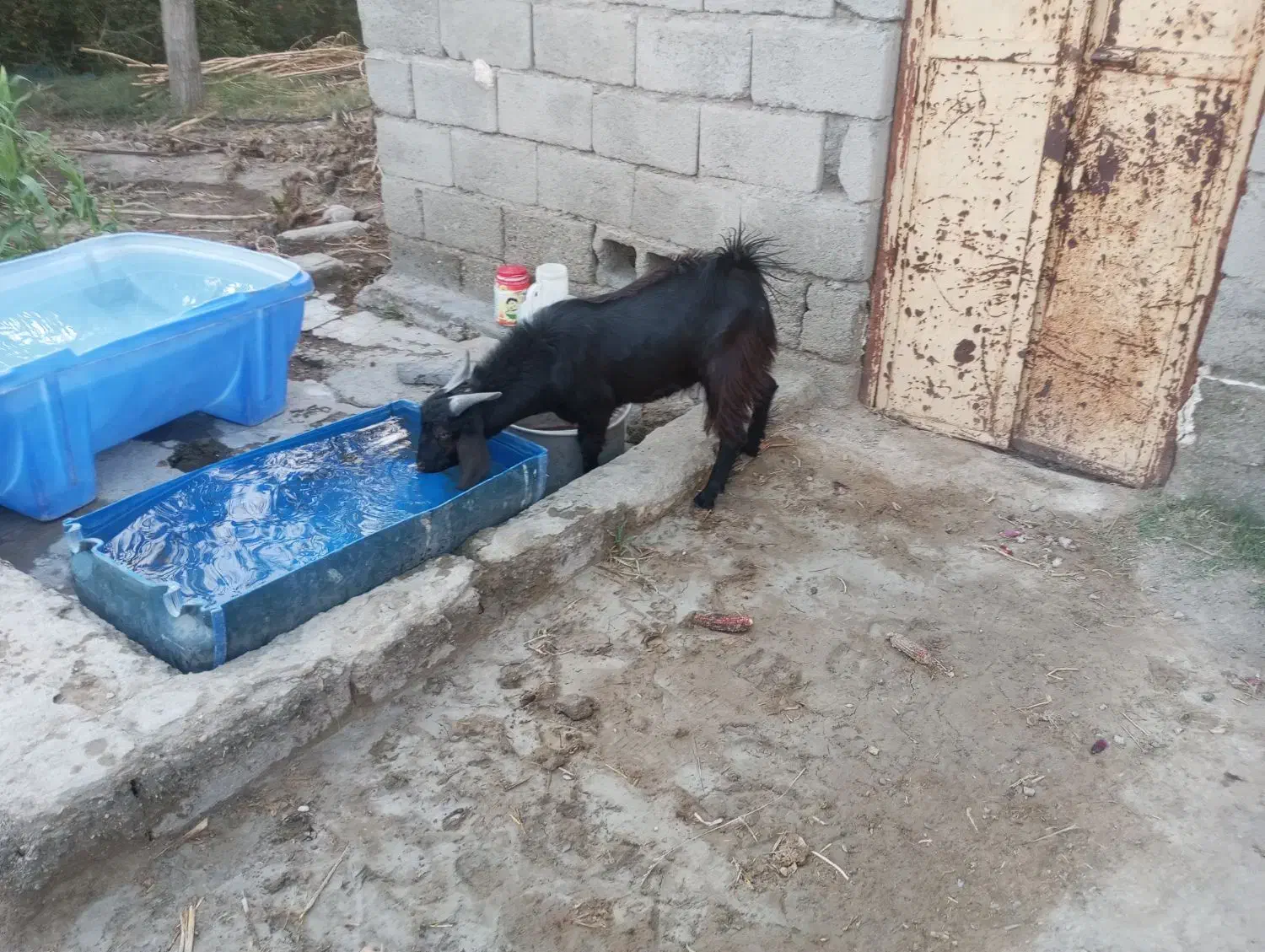 فروش دو تروشت یا معاوضه با بره|حیوانات مزرعه|مهرستان, |دیوار