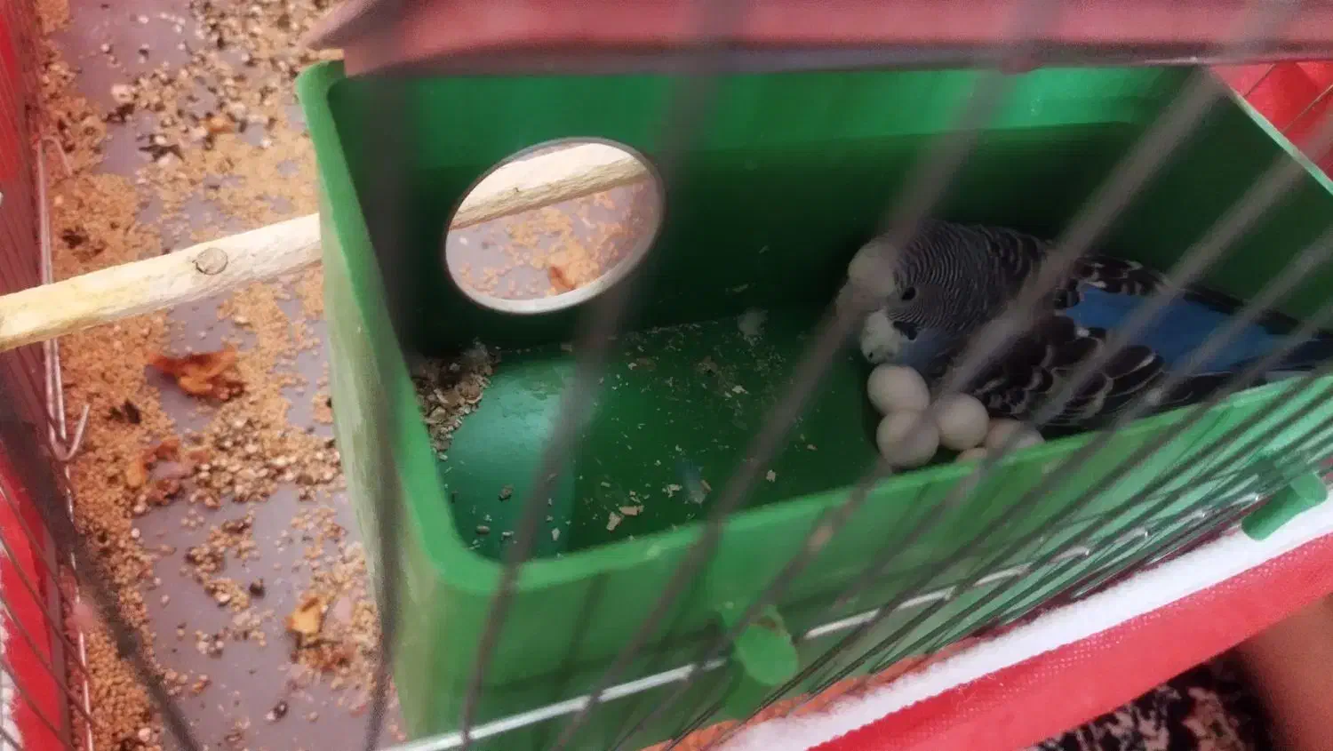 پرنده جفت با ۵ تا تخم|پرنده|یزد, |دیوار