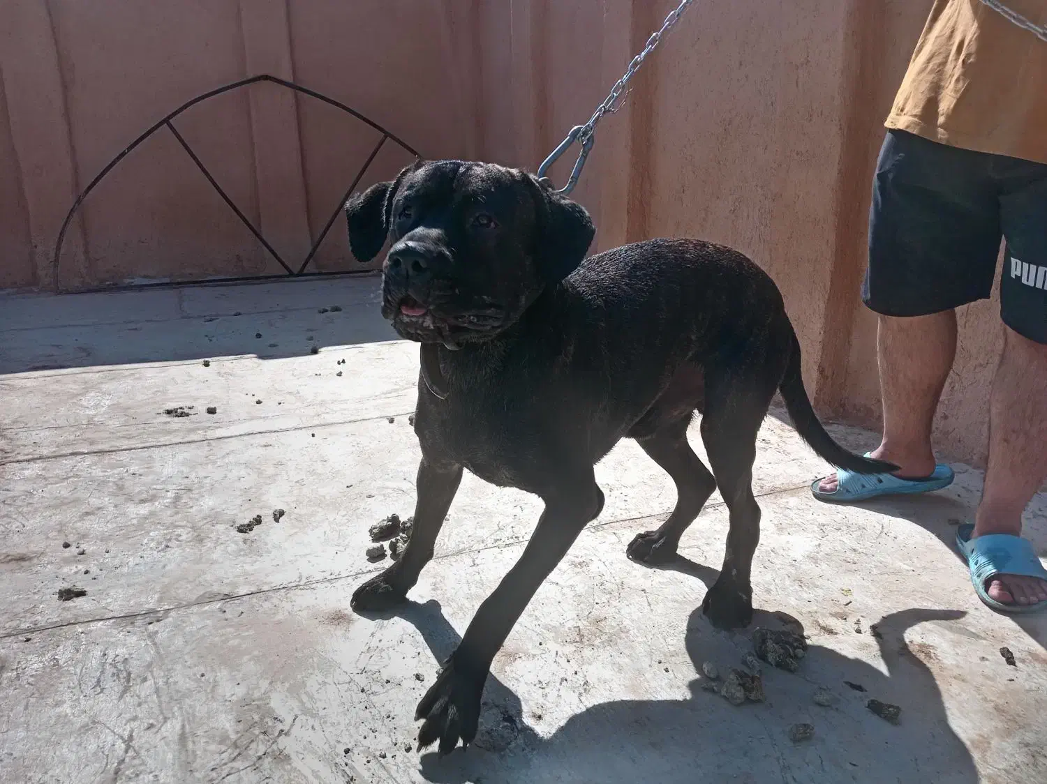 کن کروسو|سگ|شیراز, کوشک میدان|دیوار