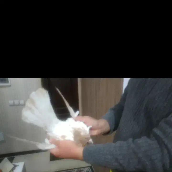 کبوتر،کفتر،نقش،رنگی|پرنده|فولادشهر, B1|دیوار