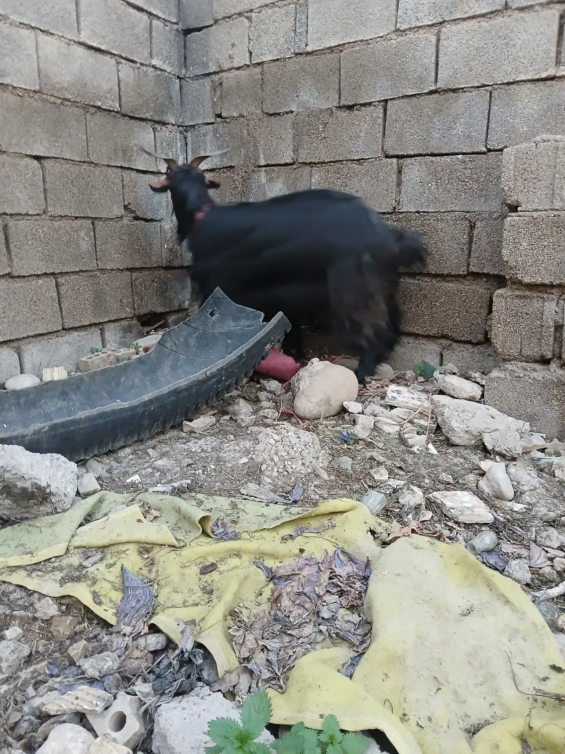 بزبزغاله|حیوانات مزرعه|دزفول, |دیوار