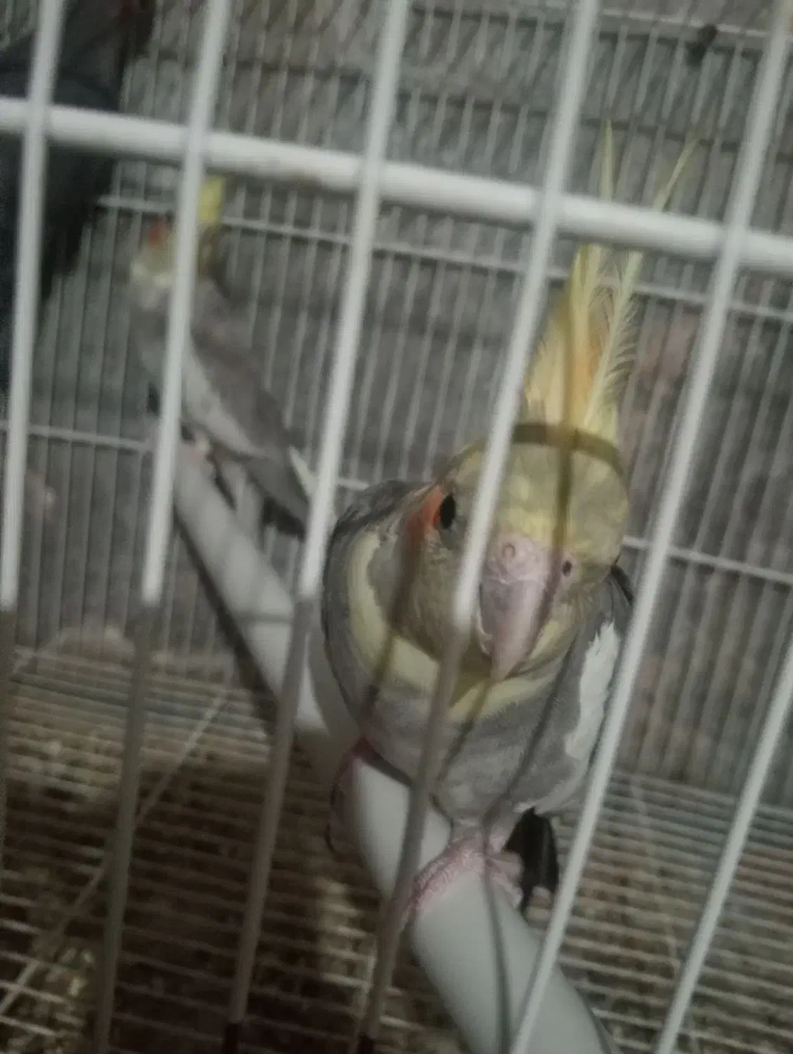 عروس هلندی.وتخم..توضیحات|پرنده|سبزوار, جوادیه شرقی|دیوار