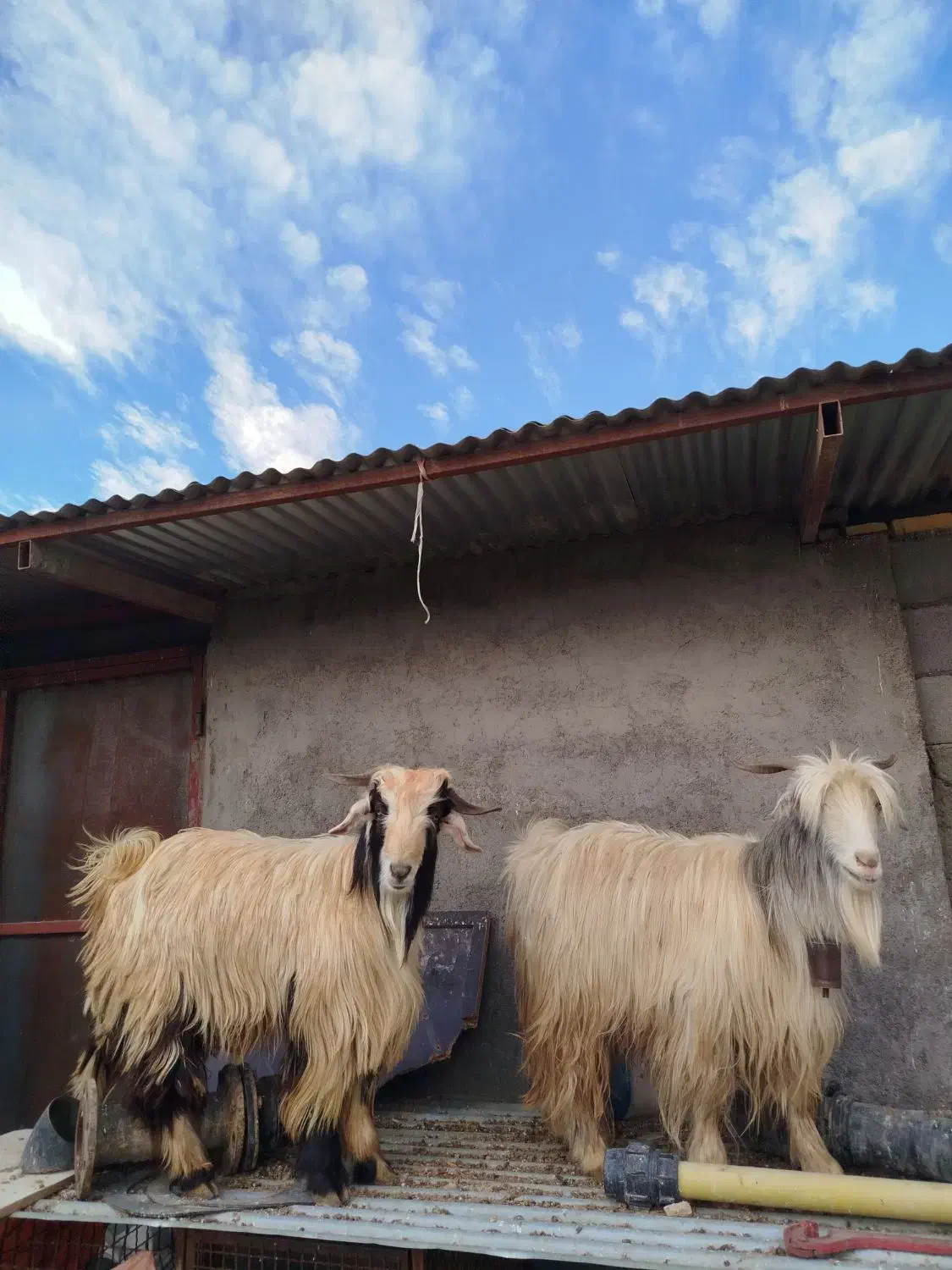 بز شهرکردی|حیوانات مزرعه|لنجان, |دیوار