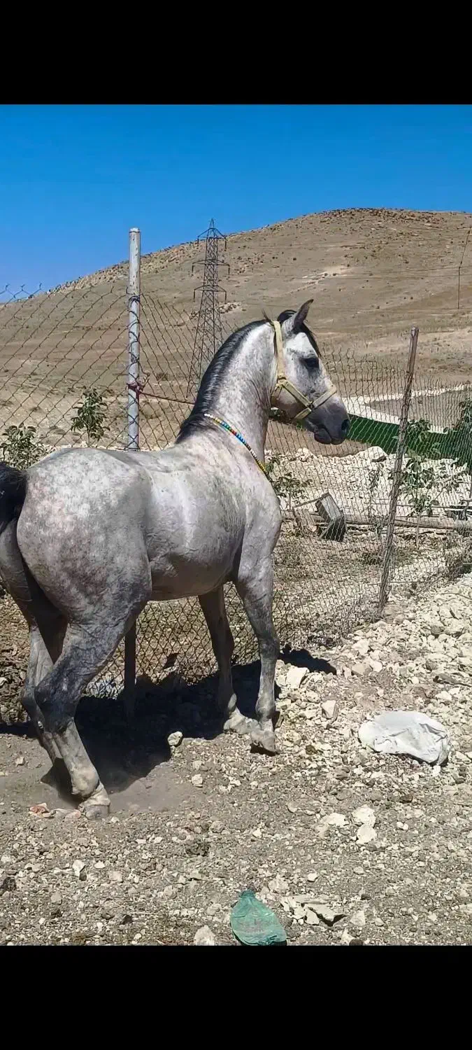 اسب درج یک کرد سواری پنج ساله|اسب و تجهیزات اسب‌سواری|کوهرنگ, |دیوار