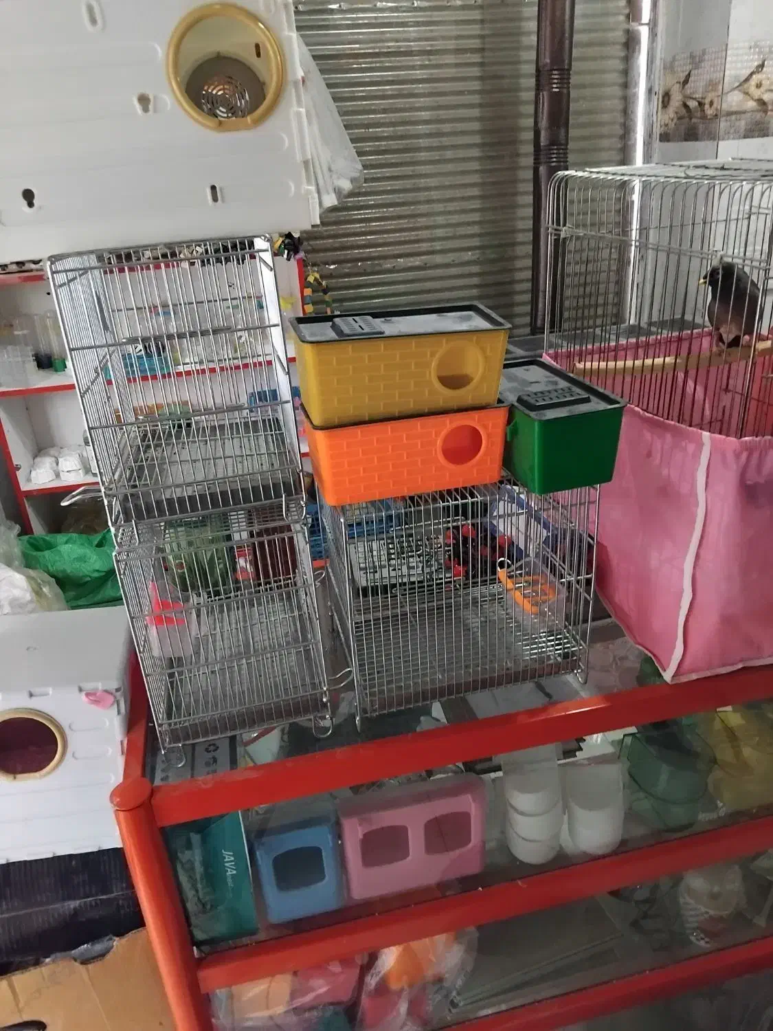 مرغ مینا طوطی برزیلی عروس هلندی مرغ عشق|پرنده|کرمانشاه, |دیوار