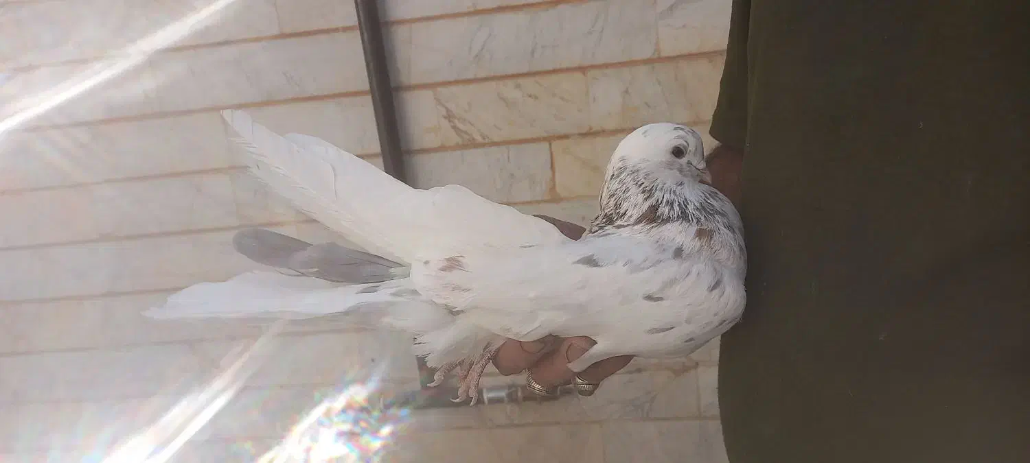 کبوتر|پرنده|شاهرود, |دیوار