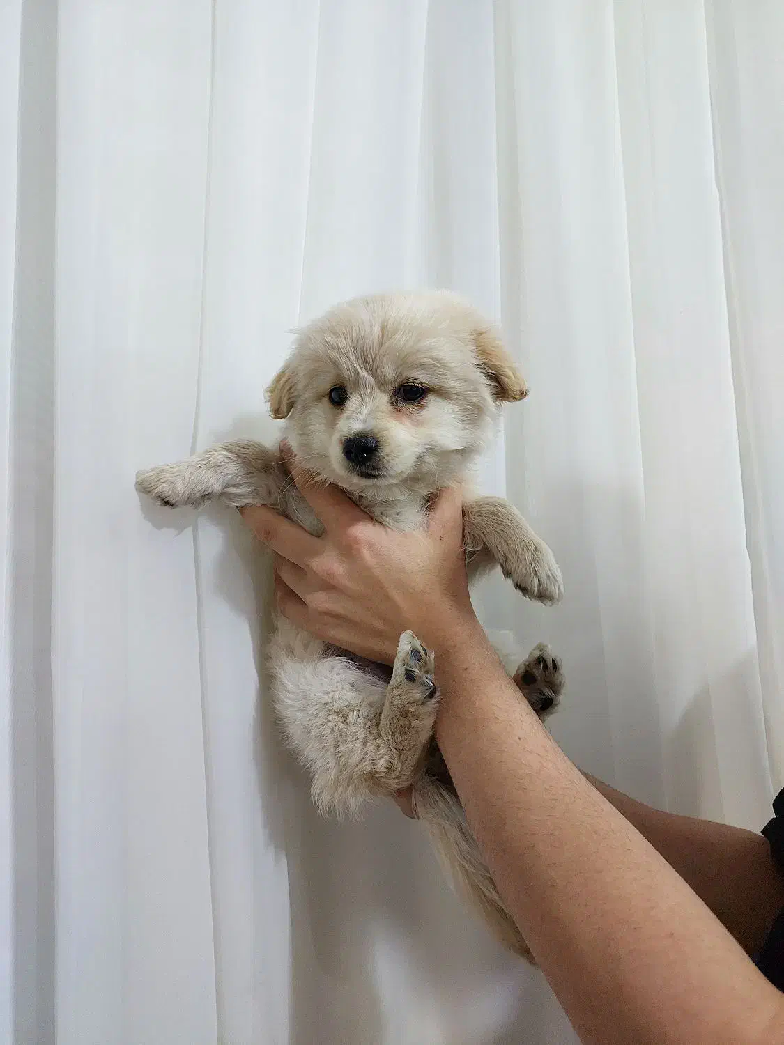 شیتزو ۲ ماهه|سگ|اسلام‌شهر, شهرک احمدیه|دیوار