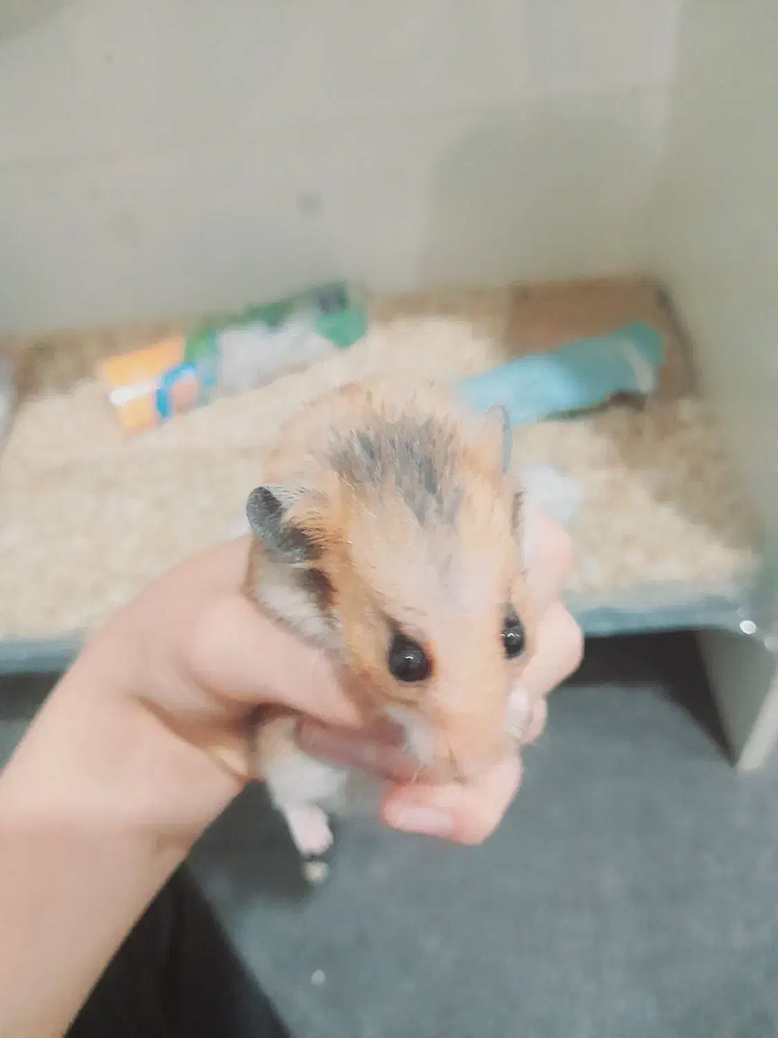 همستر کمپل|موش و خرگوش|اراک, |دیوار