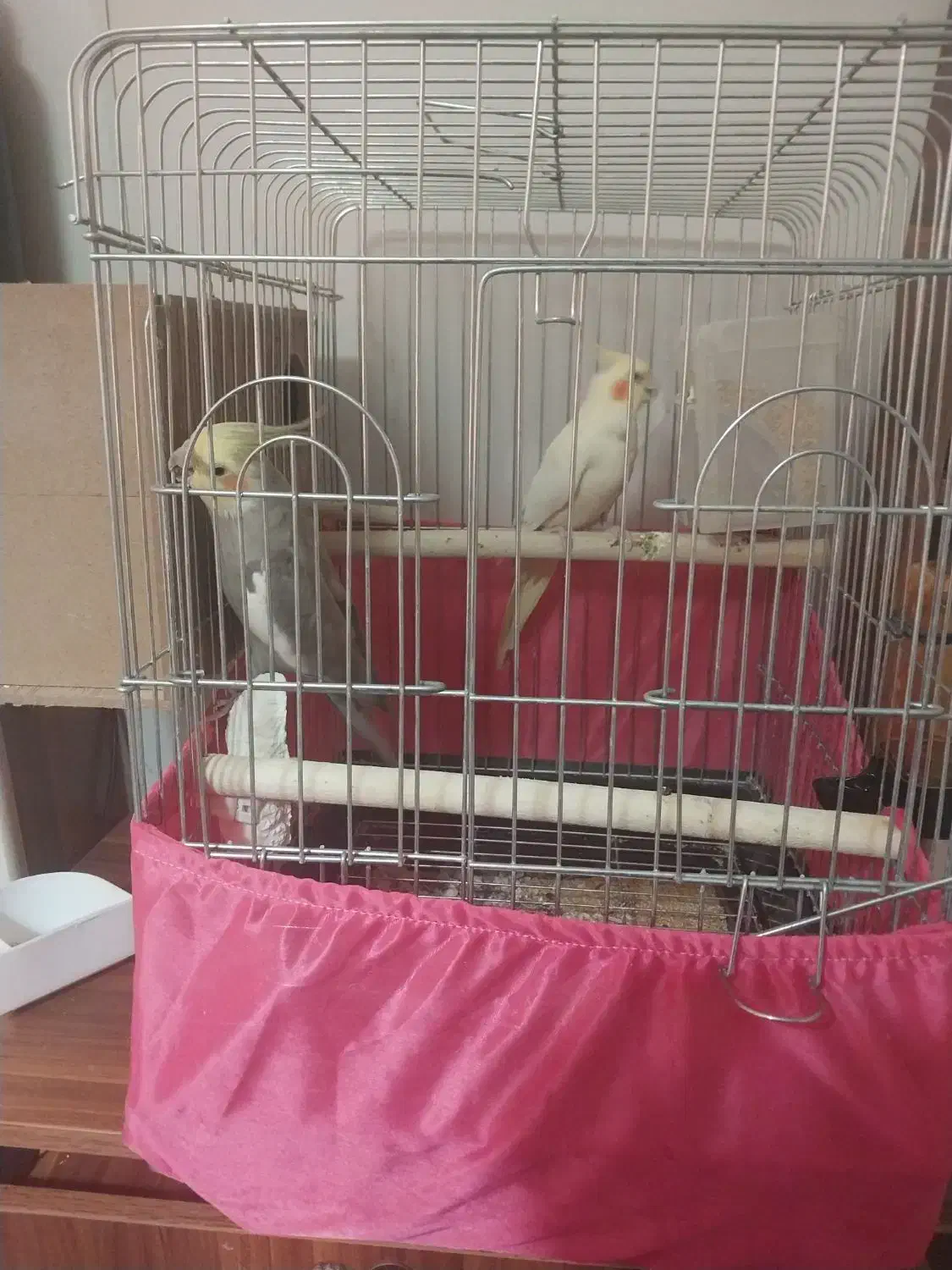 جفت مولد|پرنده|آفتاب, |دیوار