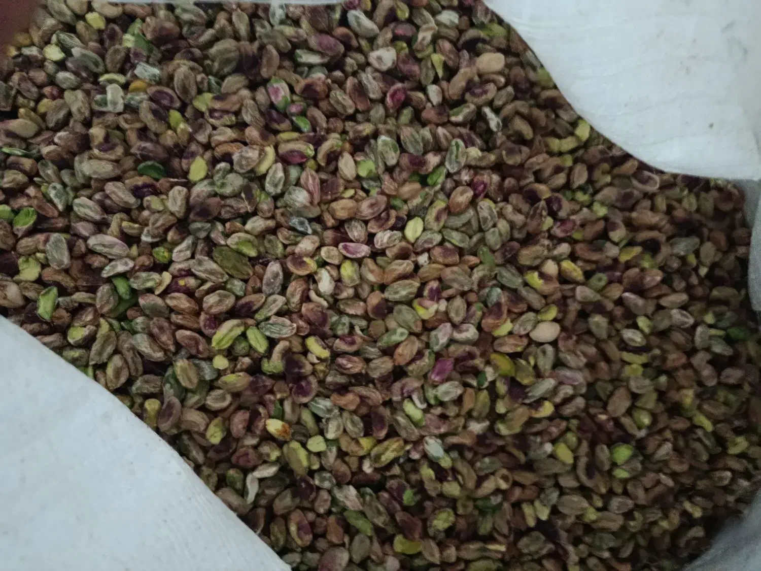 فروش وخرید روابی وغیره،|خدمات باغبانی و درختکاری|شهر بابک, |دیوار