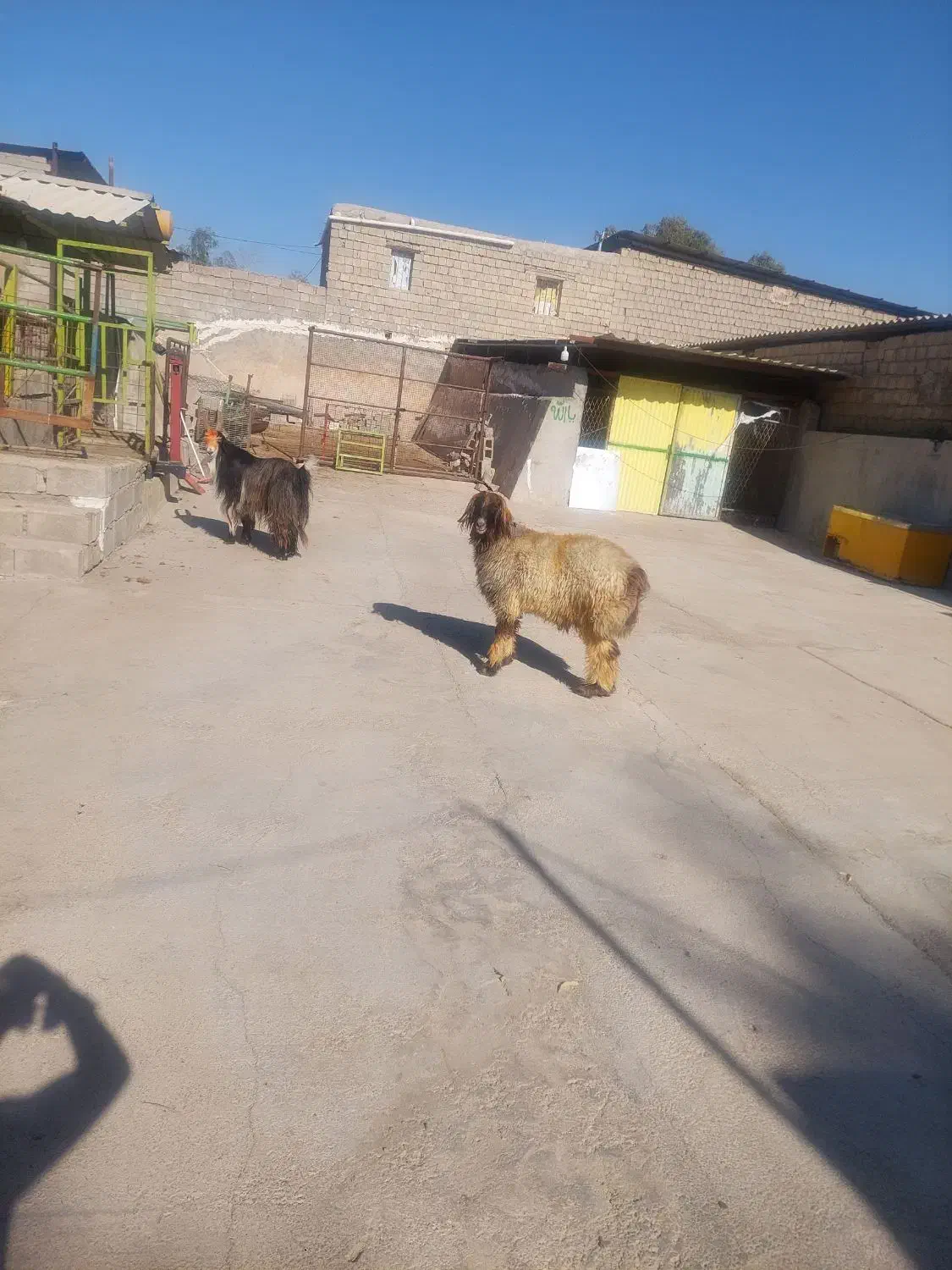 نرمیش و دوبر ترکی|حیوانات مزرعه|مسجد سلیمان, |دیوار