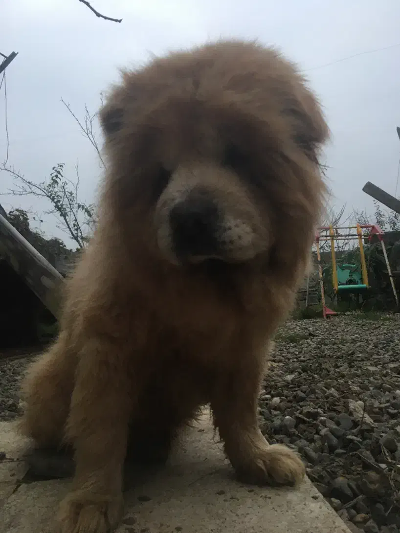 چاو چاوزبان بنفش  اصیل  پامر بلک ان تن  توضیحات|سگ|رشت, حمیدیان|دیوار