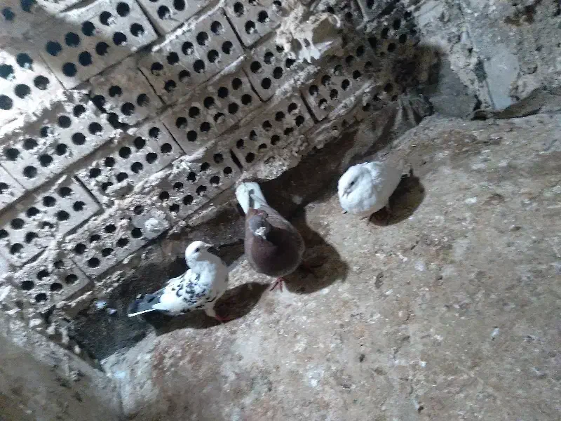 کفتر پرشی|پرنده|مشهد, محمدآباد|دیوار