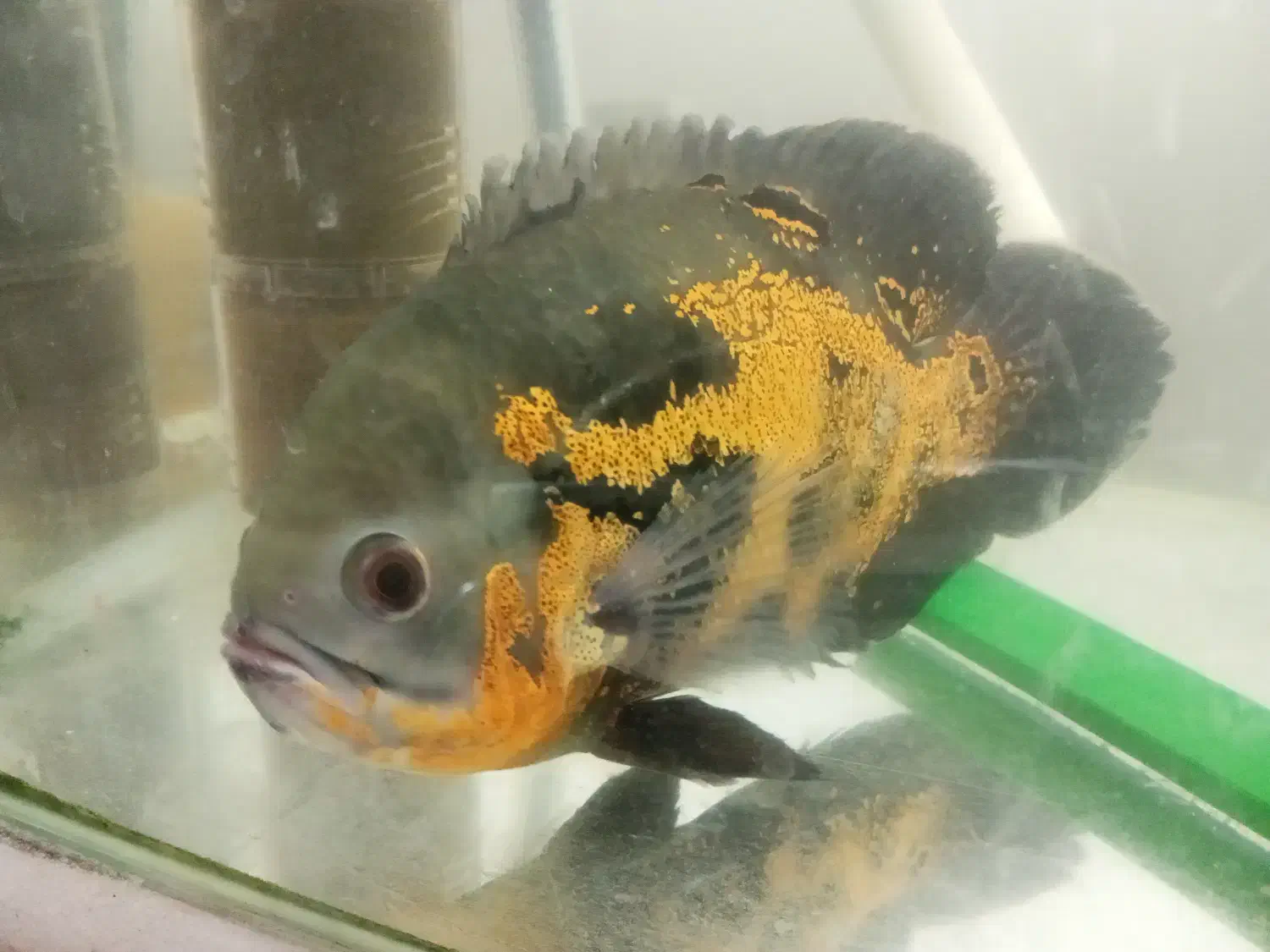 ماهی آکواریومی|ماهی|رشت, نیکمرام|دیوار