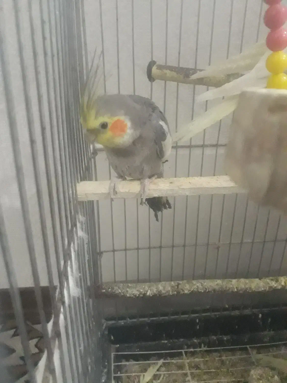 انگشترعروس هلندی کفتر|جواهرات|سبزوار, توحیدشهر|دیوار